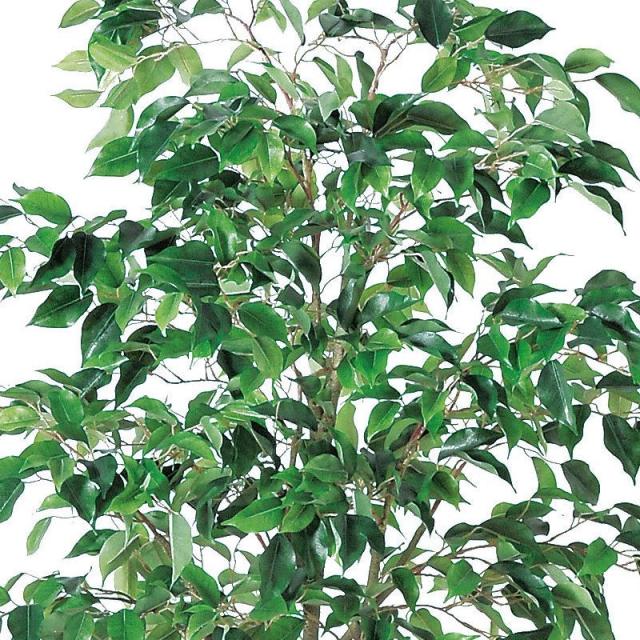 人工観葉植物 ファイカスツリー （ポット付き） グリーン 高さ175cm （P285-a50867) （代引き不可） インテリアグリーン フェイクグリーン_1