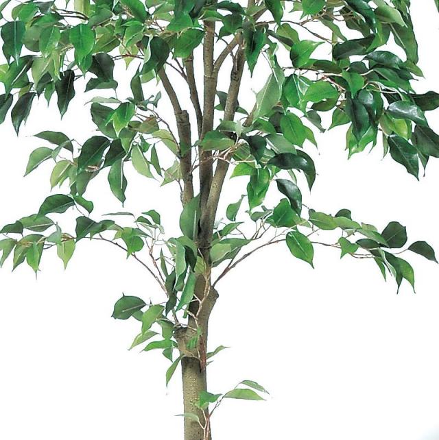 人工観葉植物 ファイカスツリー （ポット付き） グリーン 高さ175cm （P285-a50867) （代引き不可） インテリアグリーン フェイクグリーン_2