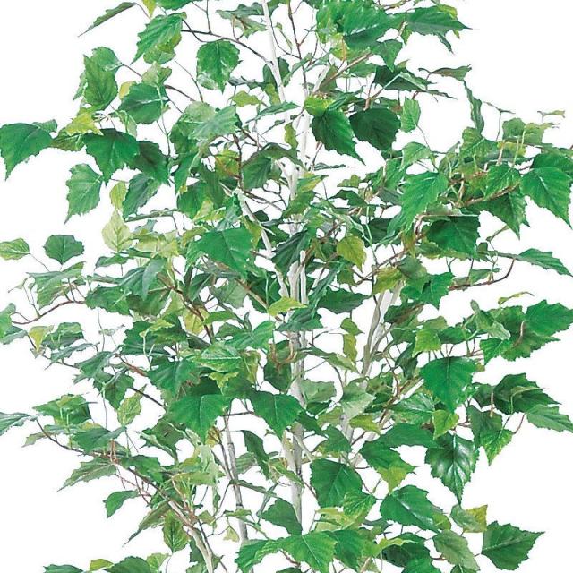 人工観葉植物 バーチツリー （ポット付き） グリーン 高さ155cm （P284-a50868) （代引き不可） インテリアグリーン フェイクグリーン_1