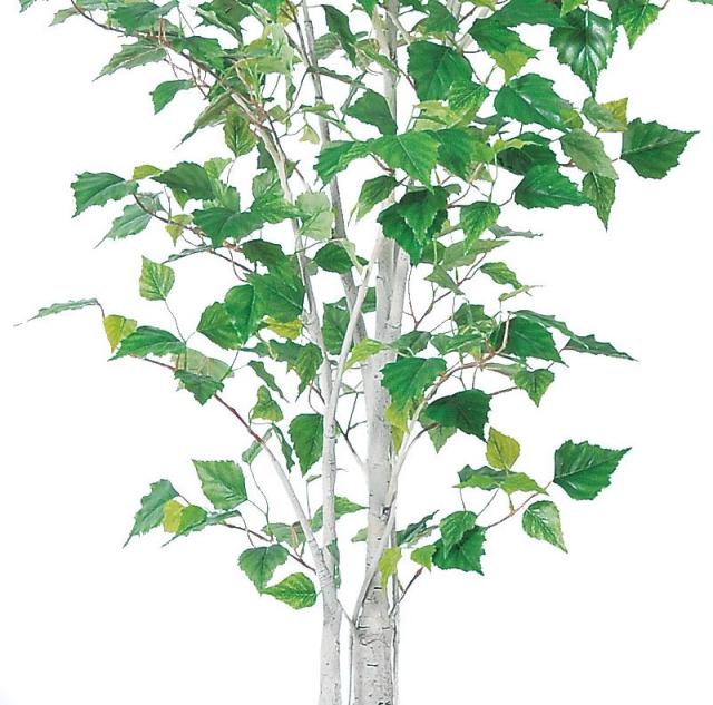 人工観葉植物 バーチツリー （ポット付き） グリーン 高さ155cm （P284-a50868) （代引き不可） インテリアグリーン フェイクグリーン_2