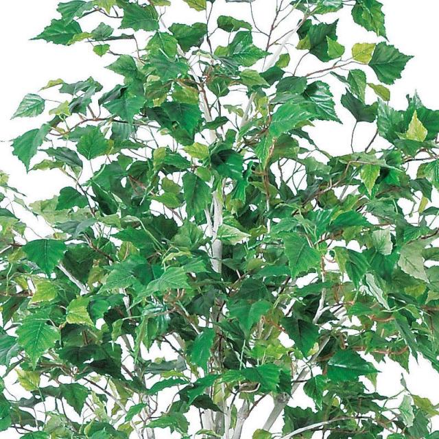 人工観葉植物 バーチツリー （ポット付き） グリーン 高さ184cm （P284-a50869) （代引き不可） インテリアグリーン フェイクグリーン_1