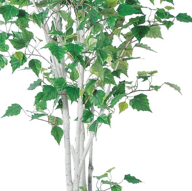 人工観葉植物 バーチツリー （ポット付き） グリーン 高さ184cm （P284-a50869) （代引き不可） インテリアグリーン フェイクグリーン_2