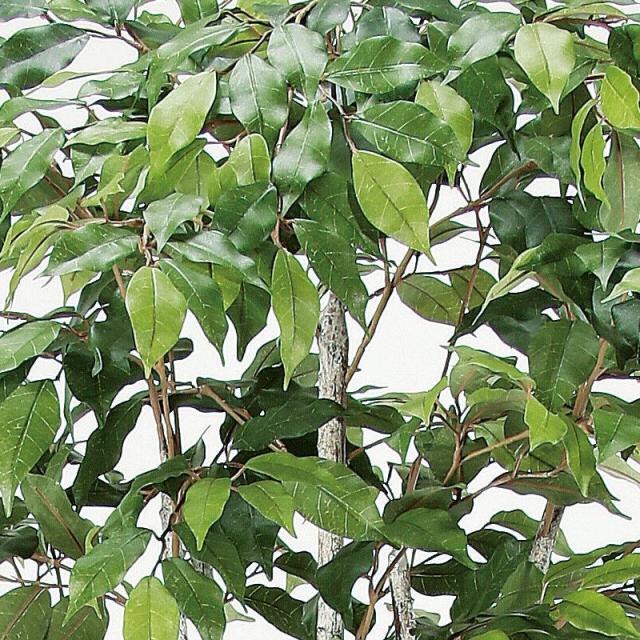 人工観葉植物 ファイカスツリー （ポット付き） グリーン 高さ182cm （P285-a50881) （代引き不可） インテリアグリーン フェイクグリーン_1