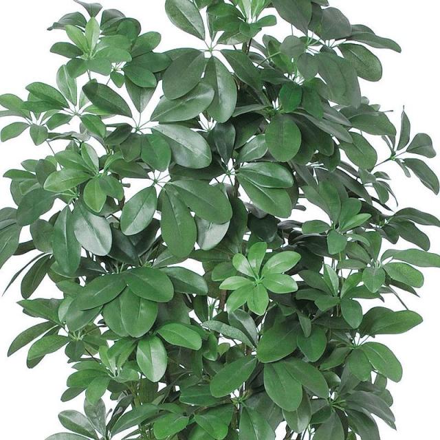 人工観葉植物 シェフレラ （ポット付き） グリーン 高さ180cm （P286-a50899) （代引き不可） インテリアグリーン フェイクグリーン_1