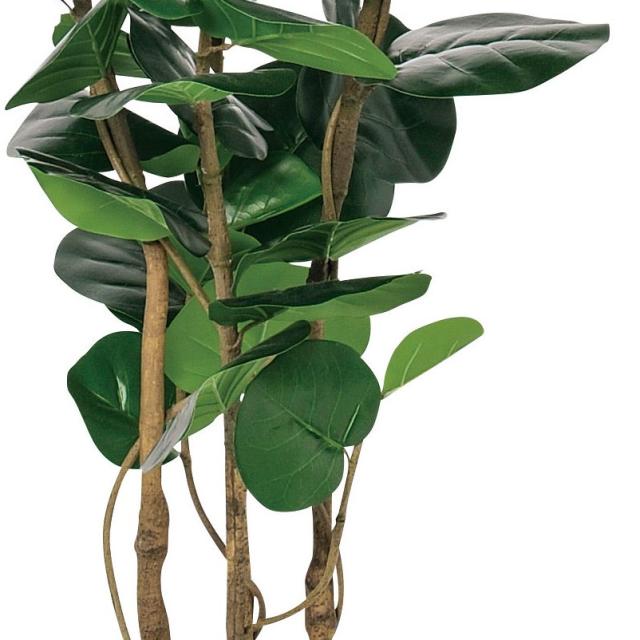 人工観葉植物 インディアンアーモンド （ポット付き） グリーン 高さ155cm （P277-a50900) （代引き不可） インテリアグリーン フェイクグリーン_2