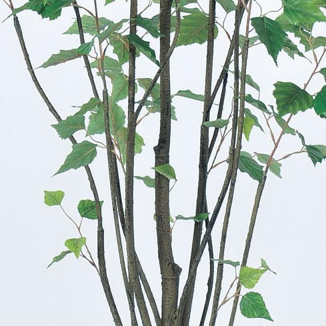 人工観葉植物 バーチツリー （ポット付き） グリーン 高さ180cm （P284-a50939) （代引き不可） インテリアグリーン フェイクグリーン_2