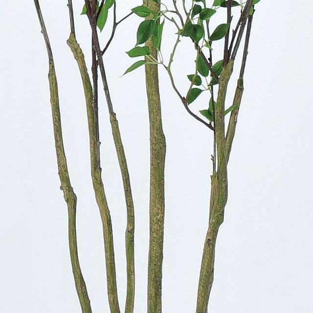 人工観葉植物 ドウダン （ポット付き） グリーン 高さ210cm （P279-a50948) （代引き不可） インテリアグリーン フェイクグリーン_2