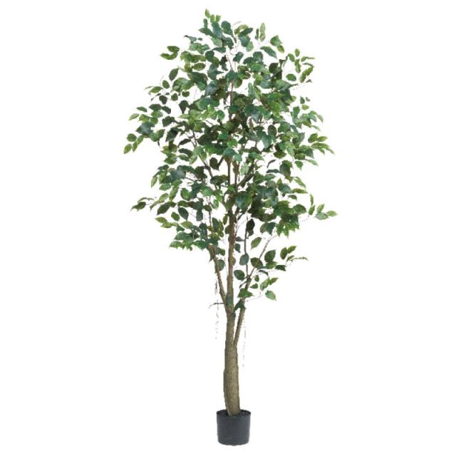 人工観葉植物 ファイカス （ポット付き） グリーン 高さ190cm （P284-a51044) （代引き不可） インテリアグリーン フェイクグリーン