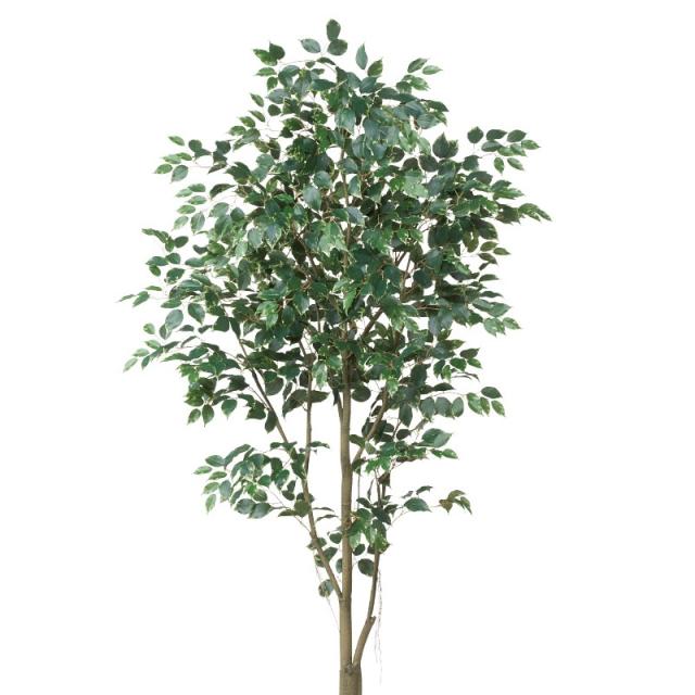 人工観葉植物 ファイカス （ポット付き） ヴァリゲイトグリーン 高さ225cm （P284-a51045) （代引き不可） インテリアグリーン フェイクグリーン_1