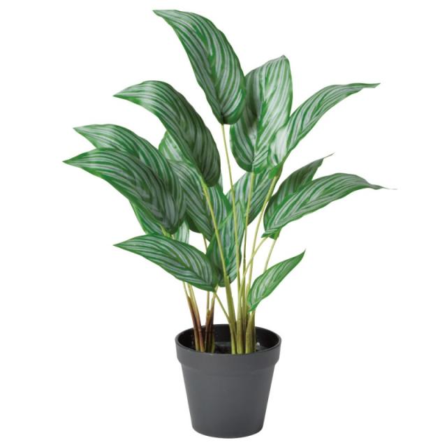 人工観葉植物 カラテア （ポット付き） グリーン 高さ48cm （P288-a51053) （代引き不可） インテリアグリーン フェイクグリーンの通販は 6,350円