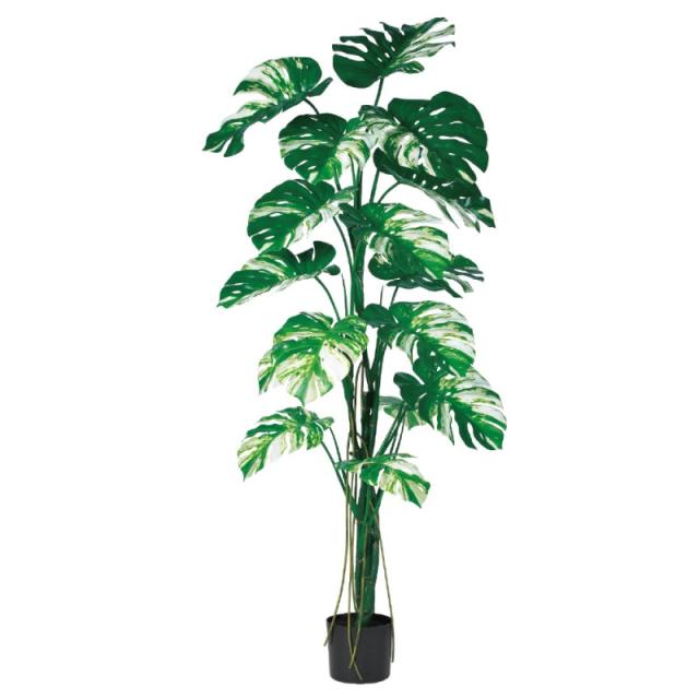 人工観葉植物 モンステラ （ポット付き） ヴァリゲイトグリーン 高さ180cm （P289-a51073) （代引き不可） インテリアグリーン フェイクグリーン