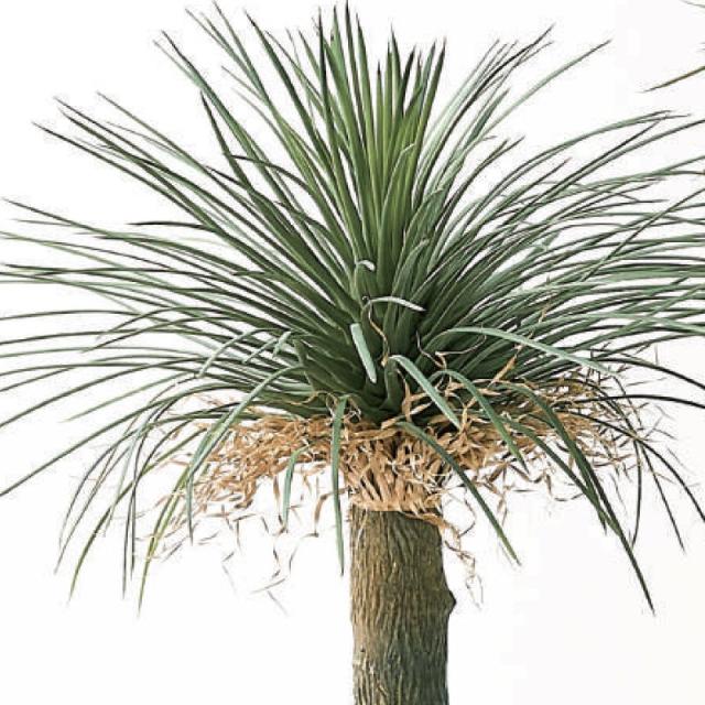人工観葉植物 ユッカ ロストラータ ポット 94 （1個入り） 991830 （代引き不可） p61 造花・フェイクグリーン