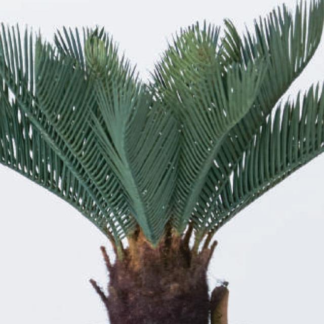 人工観葉植物 ソテツ ポット 43 （1個入り） 991881 （代引き不可） p63の通販は