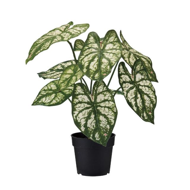 人工観葉植物 カラジューム ポット 高さ28cm （P191-fg383) （代引き不可） インテリアグリーン フェイクグリーン
