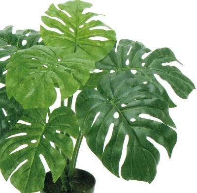 人工観葉植物 モンステラ ポット 高さ50cm （P192-fz5702) （代引き不可） インテリアグリーン フェイクグリーン_2