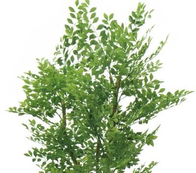 人工観葉植物 ゴールデンリーフ 180cm 高さ180cm （P207-sk2008) （代引き不可） インテリアグリーン フェイクグリーン_1