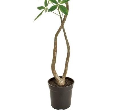 人工観葉植物 パキラ 4F 光触媒加工 高さ120cm （P199-zv22000) （代引き不可） インテリアグリーン フェイクグリーン_2