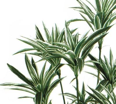 人工観葉植物 ドラセナ 光触媒加工 高さ150cm （P203-zv25650) （代引き不可） インテリアグリーン フェイクグリーン_1
