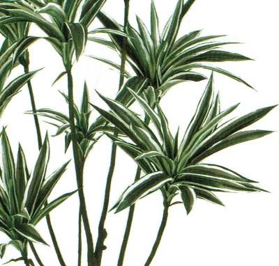人工観葉植物 ドラセナ 光触媒加工 高さ150cm （P203-zv25650) （代引き不可） インテリアグリーン フェイクグリーン_2