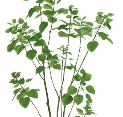 人工観葉植物 スモークツリー ポット 光触媒加工 高さ150cm （P200-zv5770) （代引き不可） インテリアグリーン フェイクグリーン_1