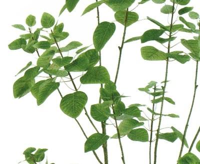 人工観葉植物 スモークツリー ポット 光触媒加工 高さ150cm （P200-zv5770) （代引き不可） インテリアグリーン フェイクグリーン_2