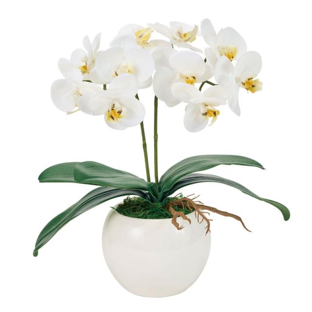 フェイクグリーン ピュアオーキッド2本立（シェリーファレノ） ホワイト 光触媒加工 高さ35cm （P216-zv8072-1) （代引き不可） 造花 胡蝶蘭の通販は 11,580円