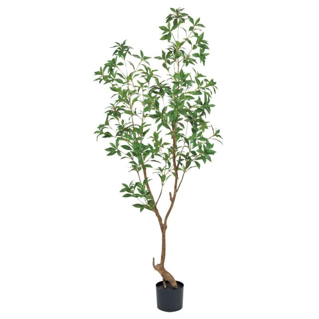 人工観葉植物 シロダモ ポット 光触媒加工 高さ180cm （P201-zv8720) （代引き不可） インテリアグリーン フェイクグリーン