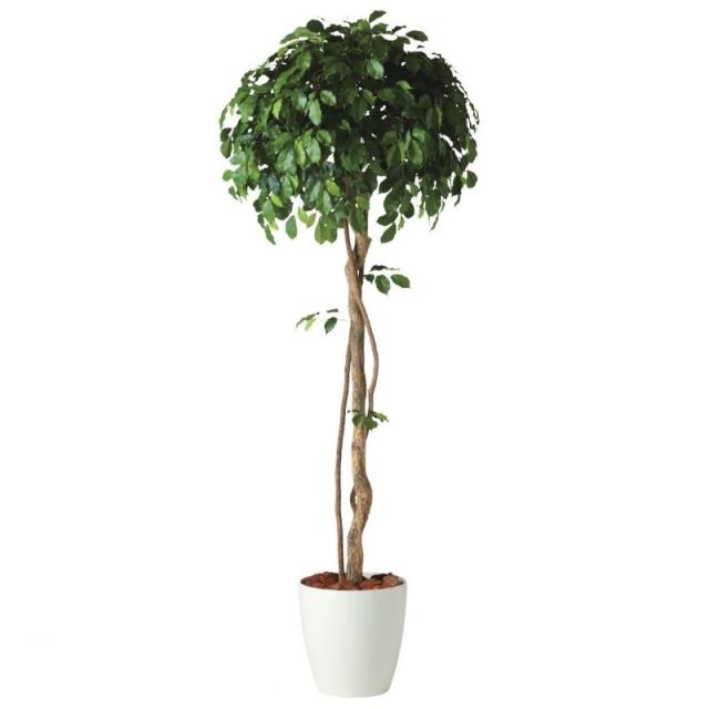 人工観葉植物 フィッカスベンシャミナシングル 180 natural ポット付き 高さ180cm （P58-91239) （代引き不可） インテリアグリーン フェイクグリーン