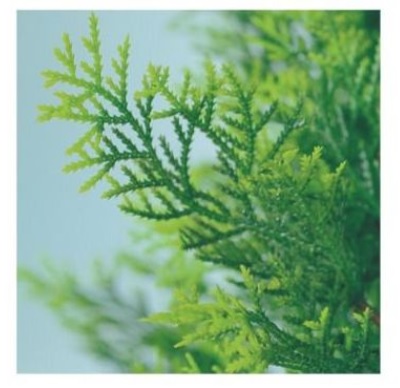 人工観葉植物 ヒバ 70 ポット付き 高さ70cm （P81-91405) （代引き不可） インテリアグリーン フェイクグリーン_1