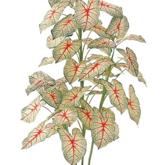 人工観葉植物 ヤマモミジ 紅 150 ポット付き 高さ150cm （P126