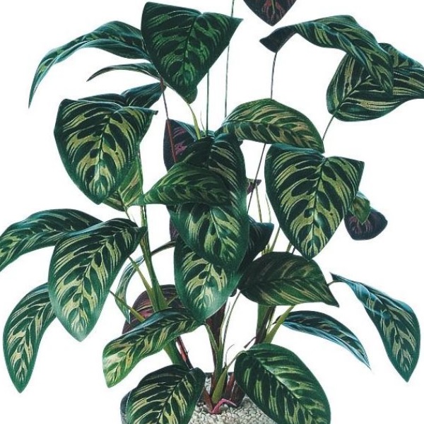 人工観葉植物 クテナンテ ポット付き 高さ50cm （P111-91502) （代引き不可） インテリアグリーン フェイクグリーン_1