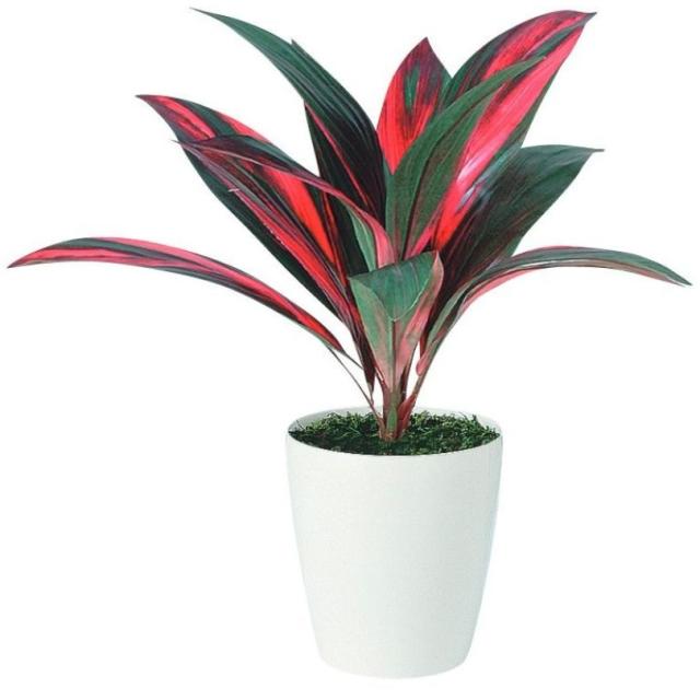 人工観葉植物 レインボーテルミナリス ポット付き 高さ55cm （P112-91513) （代引き不可） インテリアグリーン フェイクグリーンの通販は