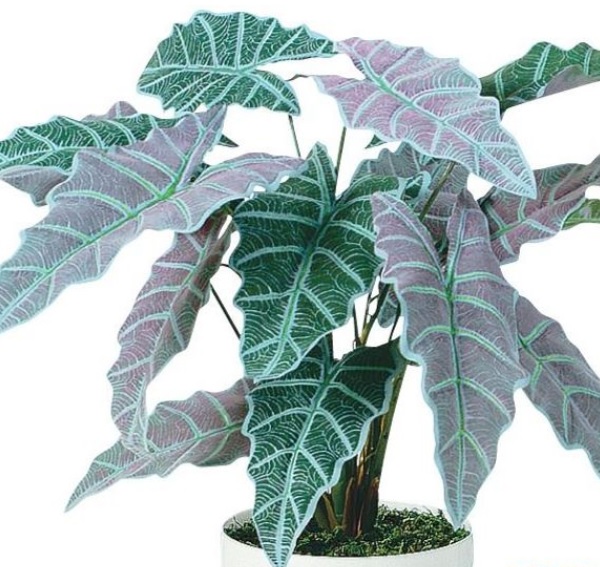 人工観葉植物 アローアカシア ポット付き 高さ50cm （P111-91518) （代引き不可） インテリアグリーン フェイクグリーン_1