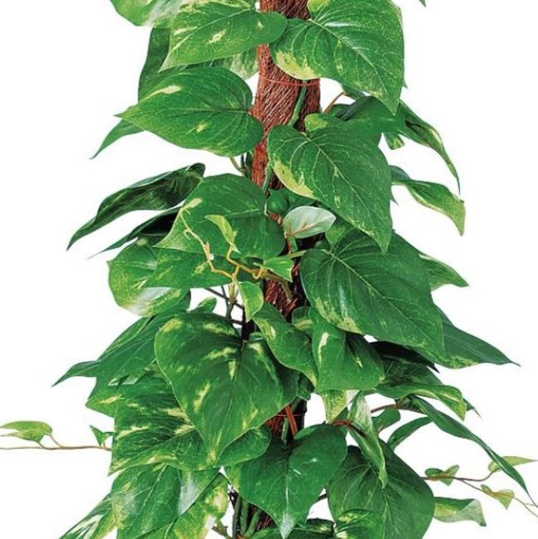 人工観葉植物 ポトスヘゴポット 簡易ポット付き 高さ45cm （P102-91657) （代引き不可） インテリアグリーン フェイクグリーン_1