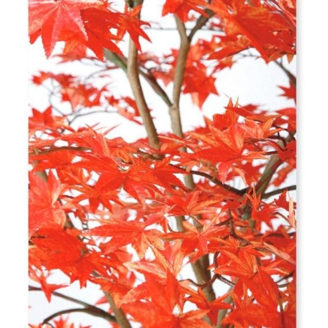 フェイクグリーン 大型 ヤマモミジ RED FST 180cm 鉢植 人工観葉植物