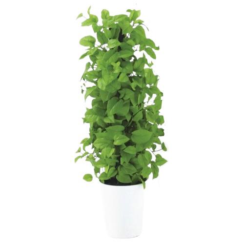 人工観葉植物 MIX ヘゴ ライム/ライム 90 Pole style ポット付き 高さ90cm （P68-91802) （代引き不可） インテリアグリーン フェイクグリーン