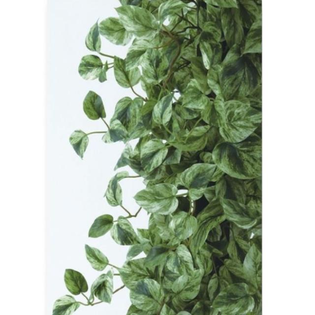 人工観葉植物 マーブルポトスヘゴ 180 Pole style ポット付き 高さ180cm （P70-91806) （代引き不可） インテリアグリーン フェイクグリーン_1