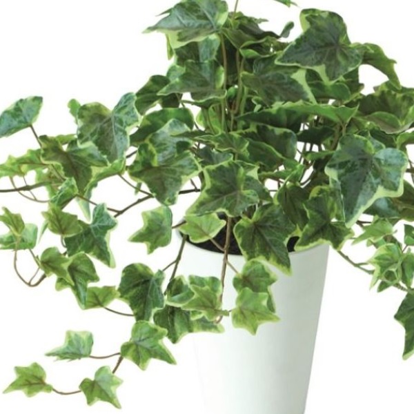 人工観葉植物 グレイシアアイビー ポット付き 高さ35cm （P105-91845) （代引き不可） インテリアグリーン フェイクグリーン_1