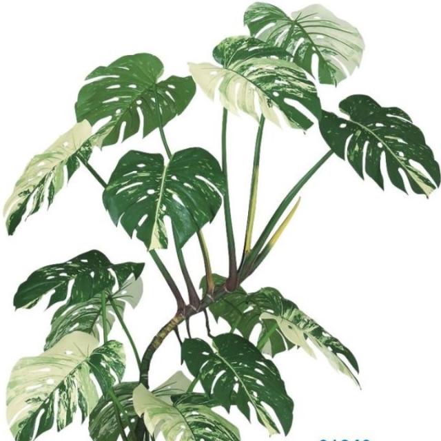 人工観葉植物 ワイルドモンステラ 斑入り 140 ポット付き 高さ140cm