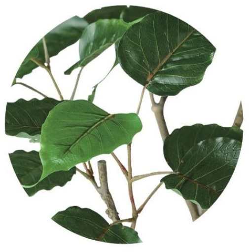 人工観葉植物 インドボダイジュ FST 180 ポット付き 高さ180cm （P46-91855) （代引き不可） インテリアグリーン フェイクグリーンの通販は