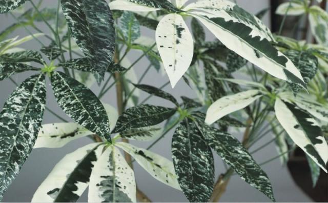 人工観葉植物 パキラ ミルキーウェイ FST 120 ポット付き 高さ120cm （P53-91870) （代引き不可） インテリアグリーン フェイクグリーン_1