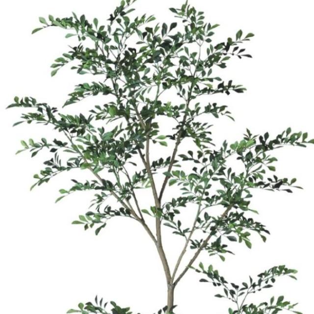 人工観葉植物 トネリコ FST 180 ポット付き 高さ180cm （P76-91888) （代引き不可） インテリアグリーン フェイクグリーン_1