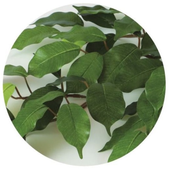 人工観葉植物 フィッカスベンシャミナ 200 natural ポット付き 高さ200cm （P57-98517) （代引き不可） インテリアグリーン フェイクグリーン_1