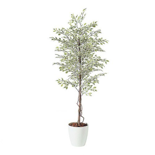 人工観葉植物 ベンジャミナスターライト 180 natural ポット付き 高さ180cm （P57-98524) （代引き不可） インテリアグリーン フェイクグリーンの通販は