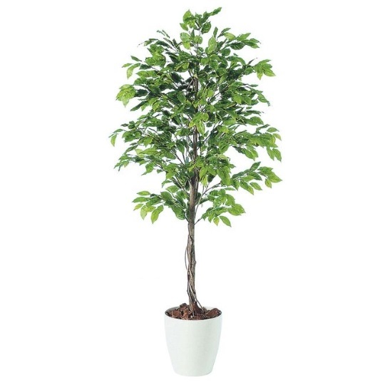 人工観葉植物 ベンジャミナスプラッシュ 180 natural ポット付き 高さ180cm （P57-98530) （代引き不可） インテリアグリーン フェイクグリーン
