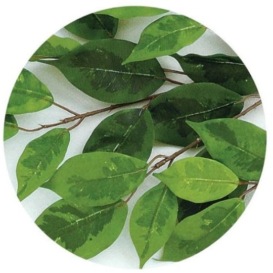 人工観葉植物 ベンジャミナスプラッシュ 180 natural ポット付き 高さ180cm （P57-98530) （代引き不可） インテリアグリーン フェイクグリーン_1