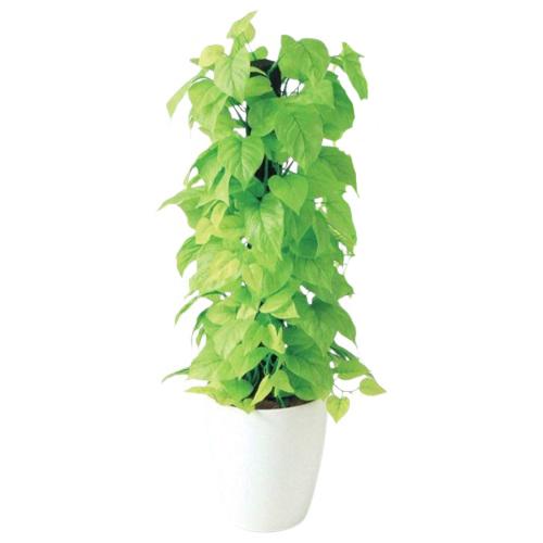 人工観葉植物 ライムポトスヘゴ 90 Pole style ポット付き 高さ90cm （P69-98643) （代引き不可） インテリアグリーン フェイクグリーン