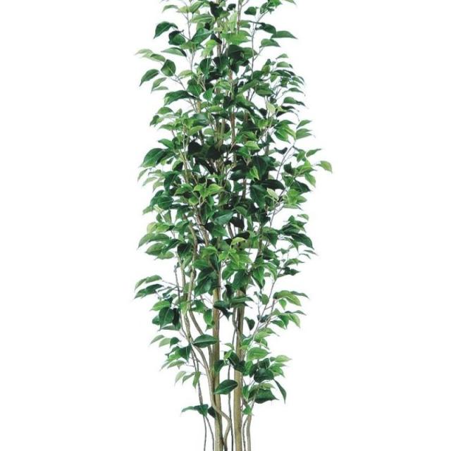 人工観葉植物 ベンジャミン スリム FST 180 ポット付き 高さ180cm （P56-98647) （代引き不可） インテリアグリーン フェイクグリーン_1