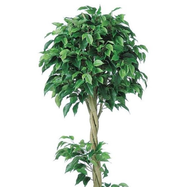 人工観葉植物 ベンジャミン トピアリー FST 150 ポット付き 高さ150cm （P56-98659) （代引き不可） インテリアグリーン フェイクグリーン_1