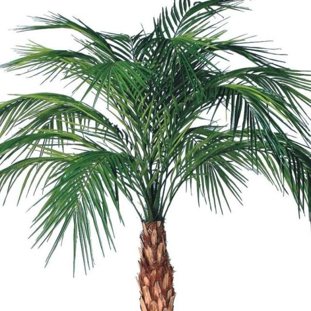 人工観葉植物 フェニックス・ロベレニー 200〜300 ポット付き 高さ200